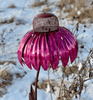 VogelFreude™ | Echinacea bird feeder | 1+1 FREE TODAY! - Garden - Pink